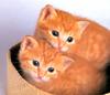Kametaro's Cats Collection: Pure Cats Vol. 11~12 - Kitten - 133