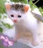 Kametaro's Cats Collection: Pure Cats Vol. 11~12 - Kitten - 134