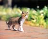 Kametaro's Cats Collection: Pure Cats Vol. 11~12 - Kitten - 140