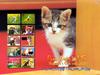 Kametaro's Cats Collection: Pure Cats Vol. 13 - Kitten - Index