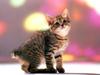 Kametaro's Cats Collection: Pure Cats Vol. 13 - Kitten - 159