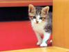 Kametaro's Cats Collection: Pure Cats Vol. 13 - Kitten - 160