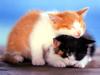 Kametaro's Cats Collection: Pure Cats Vol. 13 - Kitten - 162