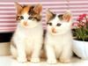 Kametaro's Cats Collection: Pure Cats Vol. 14 - Kitten - 169