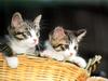 Kametaro's Cats Collection: Pure Cats Vol. 14 - Kitten - 172