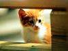 Kametaro's Cats Collection: Pure Cats Vol. 14 - Kitten - 174