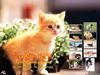 Kametaro's Cats Collection: Pure Cats Vol. 15 - Kitten - Index