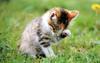Kametaro's Cats Collection: Pure Cats Vol. 15 - Kitten - 180