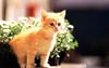 Kametaro's Cats Collection: Pure Cats Vol. 15 - Kitten - 181