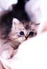 Kametaro's Cats Collection: Pure Cats Vol. 15 - Kitten - 184