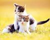 Kametaro's Cats Collection: Pure Cats Vol. 16 - Kitten - 190