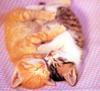 Kametaro's Cats Collection: Pure Cats Vol. 16 - Kitten - 192