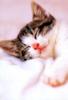 Kametaro's Cats Collection: Pure Cats Vol. 17 - Kitten - 196