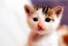 Kametaro's Cats Collection: Pure Cats Vol. 17 - Kitten - 202