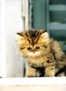 Kametaro's Cats Collection: Pure Cats Vol. 18~20 - Kitten - 209