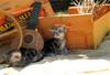 Kametaro's Cats Collection: Pure Cats Vol. 18~20 - Kitten - 210