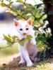 Kametaro's Cats Collection: Pure Cats Vol. 18~20 - Kitten - 218