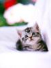 Kametaro's Cats Collection: Pure Cats Vol. 18~20 - Kitten - 222