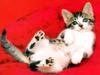 Kametaro's Cats Collection: Pure Cats Vol. 18~20 - Kitten - 225