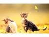 Kametaro's Cats Collection: Pure Cats Vol. 18~20 - Kitten - 229