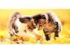 Kametaro's Cats Collection: Pure Cats Vol. 18~20 - Kitten - 230