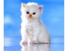 Kametaro's Cats Collection: Pure Cats Vol. 18~20 - Kitten - 231