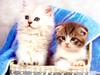Kametaro's Cats Collection: Pure Cats Vol. 18~20 - Kitten - 234
