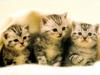 Kametaro's Cats Collection: Pure Cats Vol. 18~20 - Kitten - 235