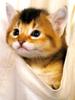 Kametaro's Cats Collection: Pure Cats Vol. 18~20 - Kitten - 236