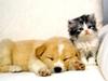 Kametaro's Cats Collection: Pure Cats Vol. 18~20 - Kitten - 237