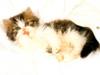 Kametaro's Cats Collection: Pure Cats Vol. 18~20 - Kitten - 238