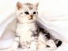 Kametaro's Cats Collection: Pure Cats Vol. 21 - Kitten - 244