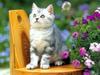 Kametaro's Cats Collection: Pure Cats Vol. 21 - Kitten - 245