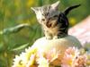 Kametaro's Cats Collection: Pure Cats Vol. 21 - Kitten - 246