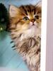 Kametaro's Cats Collection: Pure Cats Vol. 21 - Kitten - 248