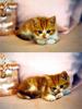 Kametaro's Cats Collection: Pure Cats Vol. 21 - Kitten - 249
