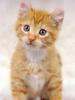 Kametaro's Cats Collection: Pure Cats Vol. 22 - Kitten - 251