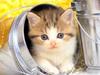 Kametaro's Cats Collection: Pure Cats Vol. 22 - Kitten - 252
