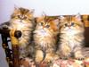 Kametaro's Cats Collection: Pure Cats Vol. 22 - Kitten - 253