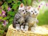 Kametaro's Cats Collection: Pure Cats Vol. 22 - Kitten - 254
