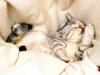 Kametaro's Cats Collection: Pure Cats Vol. 22 - Kitten - 257