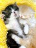Kametaro's Cats Collection: Pure Cats Vol. 22 - Kitten - 258