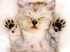 Kametaro's Cats Collection: Pure Cats Vol. 22 - Kitten - 259