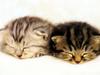 Kametaro's Cats Collection: Pure Cats Vol. 22 - Kitten - 260