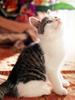 Kametaro's Cats Collection: Pure Cats Vol. 23~ - Kitten - 264