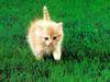 Kametaro's Cats Collection: Pure Cats Vol. 23~ - Kitten - 267