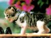 Kametaro's Cats Collection: Pure Cats Vol. 23~ - Kitten - 270