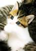 Kametaro's Cats Collection: Pure Cats Vol. 23~ - Kitten - 277