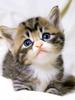 Kametaro's Cats Collection: Pure Cats Vol. 23~ - Kitten - 279