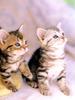 Kametaro's Cats Collection: Pure Cats Vol. 23~ - Kitten - 280